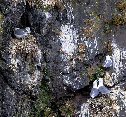 Kittiwake Gulls on Rookery Cliff