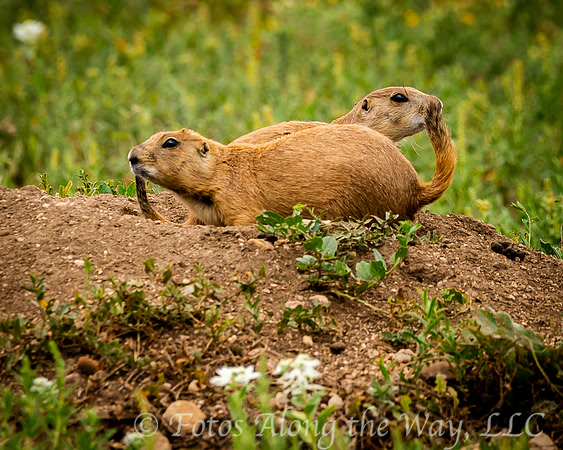 Two Prairie Dogs with Tails Up (Colorado)