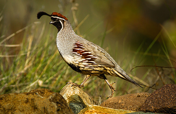 Gambel's Quail Running -2