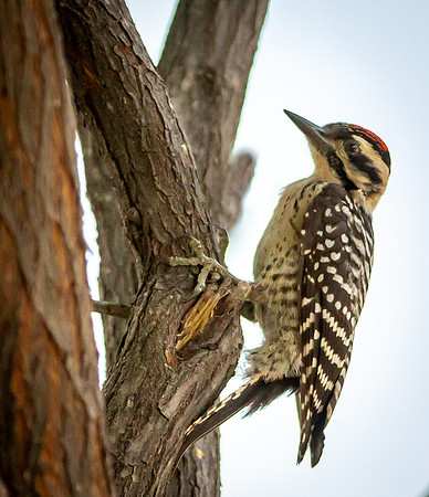 Ladder-backed Woodpecker (Arizona)