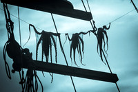 Octopus Catch Drying (Greece)