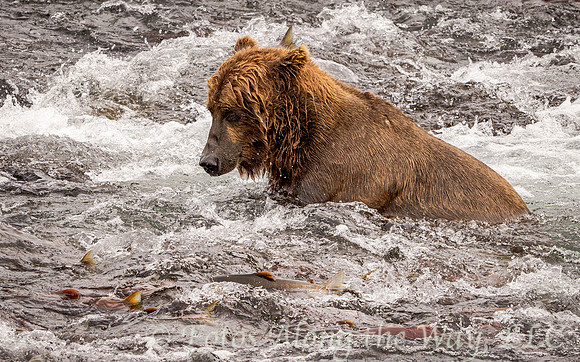 Brown Bear Looking at School of Fish