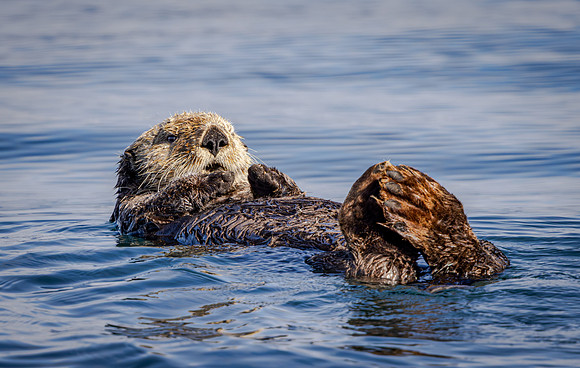 Sea Otter Backfloating (Alaska)