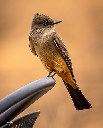 Say's Phoebe on Patio Chair (Arizona)