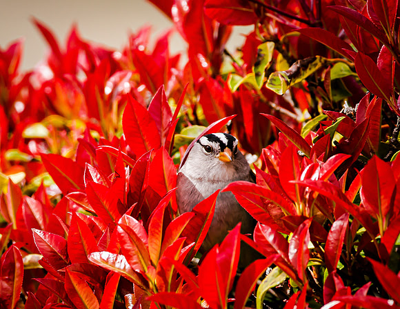 (April) White Crowned Sparrow near Prescott Lakes
