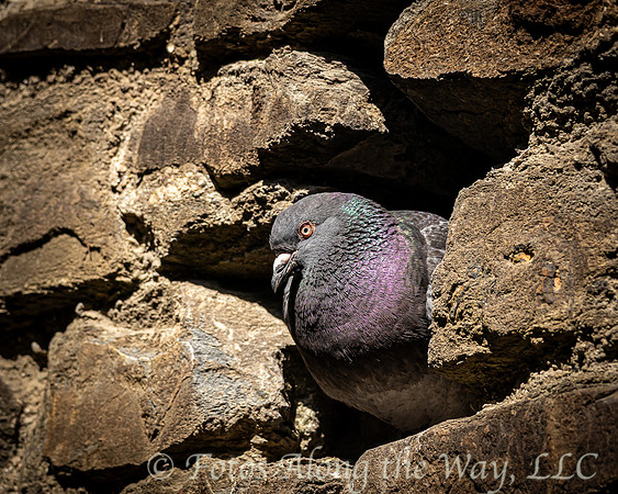Pidgeon in Castle Wall