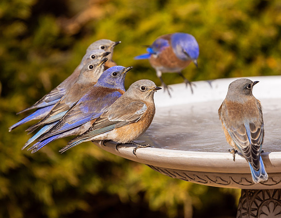 Western Bluebirds at the Birdbath (Arizona)