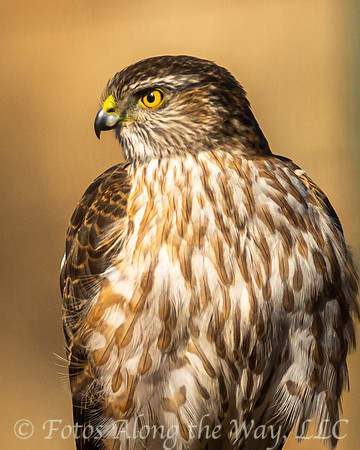 Young Cooper's Hawk Profile (Arizona)