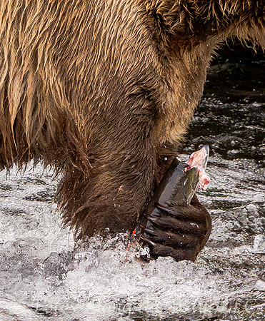 Brown Bear Paw Holding Fish Meal in the Brooks River, Alaska