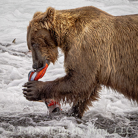 Brown Bear Holding and Eating a Salmon