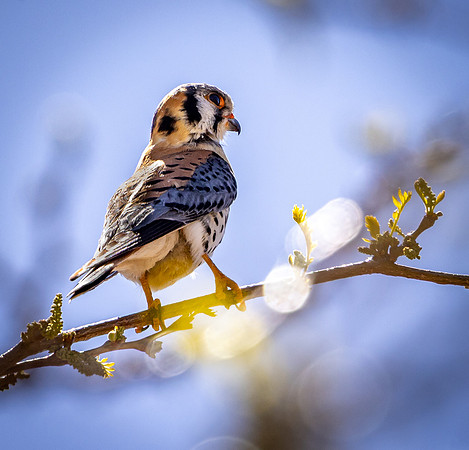 American Kestral Perched on Branch (Arizona)