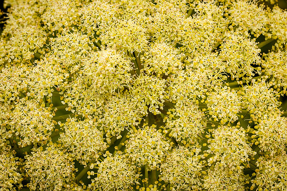 Wild Rodiola in Bloom