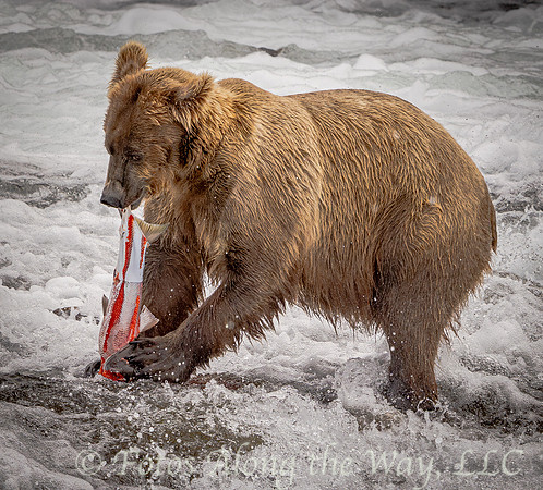 Brown Bear Pulling Salmon Apart