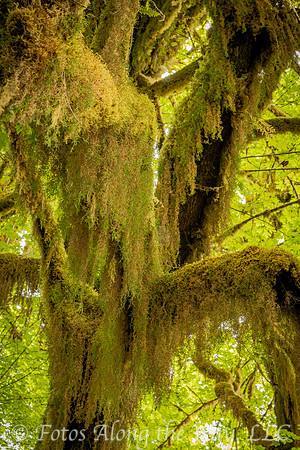 Colorful Long Moss on Tree (Washington)