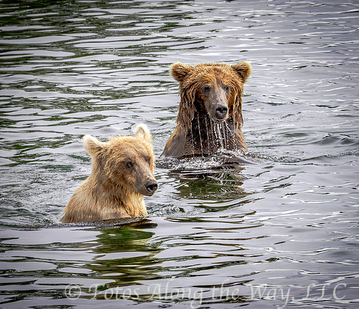 Two Sub-Adult Brown Bears in Water