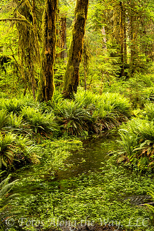 Hoh Forest Diversity (Washington)