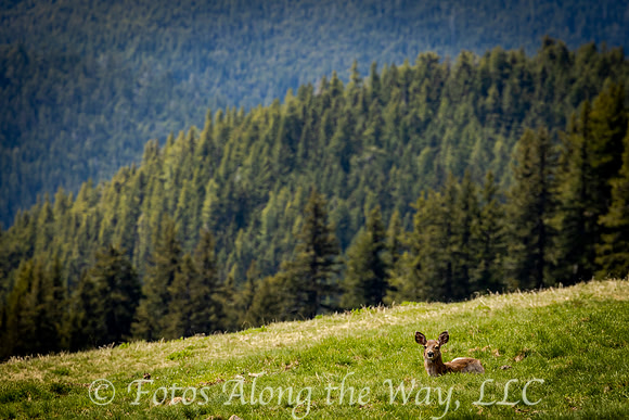 Black-tailed Deer Lying in Grassy Field (Washington)