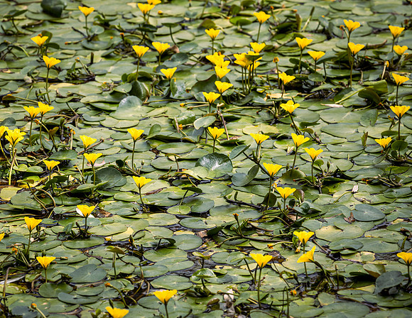 (July) Yellow Floating Hearts on Granite Basin Lake
