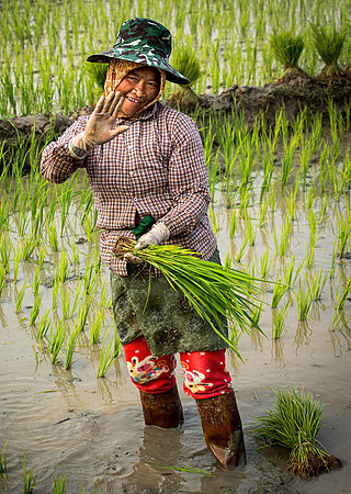 Rice Planter Greeting (2017)
