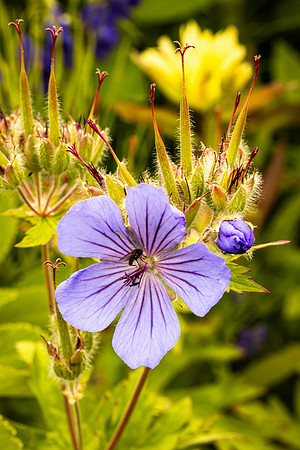 Wild Geranium with bee