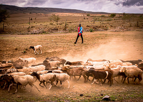 Maasai Goat Herder (2017)