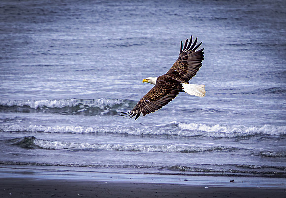 Bald Eagle in Flight on Beach (Alaska)