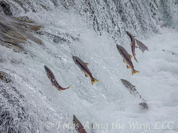 Salmon Jumping up the Falls