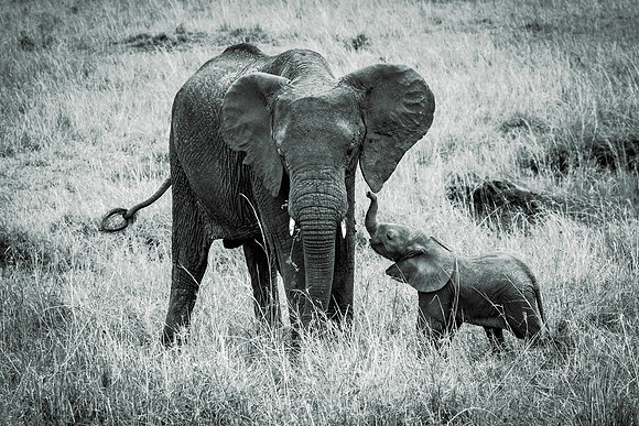 Baby Elephant Talking to Mother