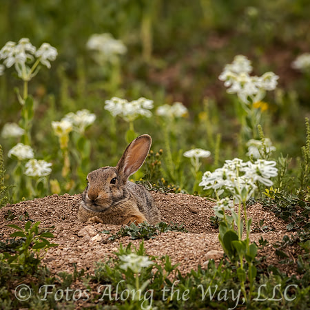 One-earred Rabbit on Mound (Colorado)