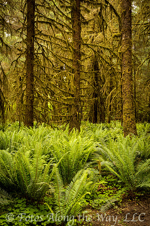 Fern Floor and Mossy Pines (Washington)