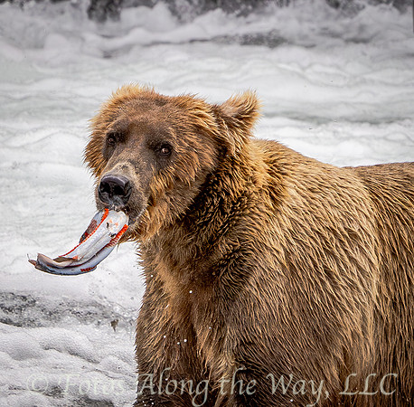 Brown Bear with Salmon Portrait