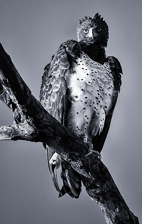 Martial Eagle Portrait (Kenya)