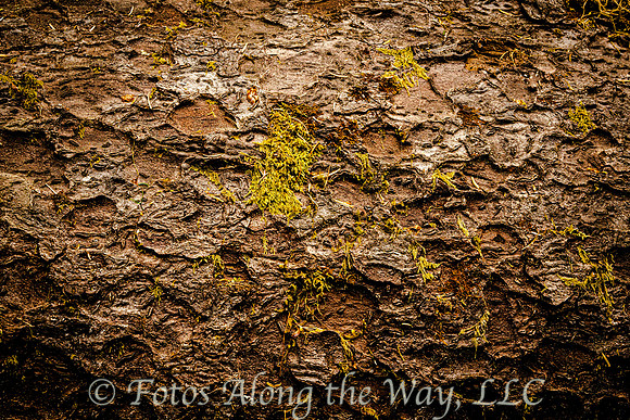 Fallen Tree Trunk Abstract (Washington)