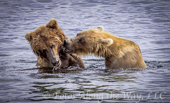 Bear Friends in the Lake