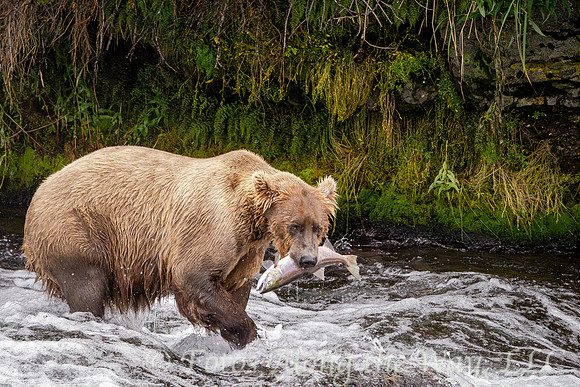 Brown Bear Walking with Salmon Catch