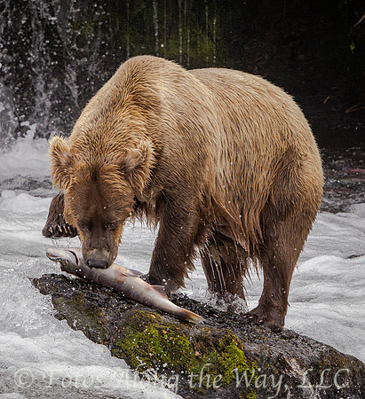 Brown Bear on Rock Eating Fish