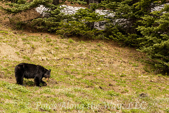 Black Bear Foraging (Washington)