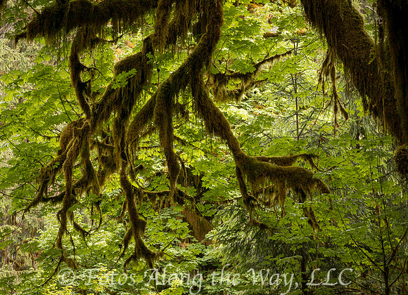 Limbs with Dark Moss (Washington)