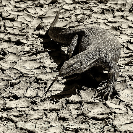 Nile Monitor on Baked Mud (Kenya)