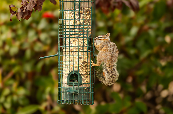 Chipmunk on Bird Feeder (Arizona)