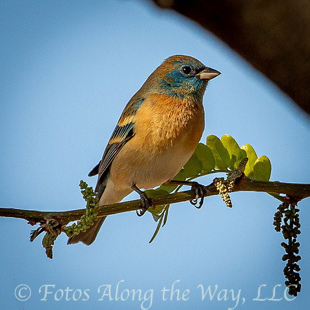 Lazuli Bunting (Arizona)