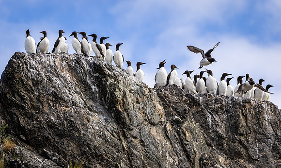 Common Murres on Cliff