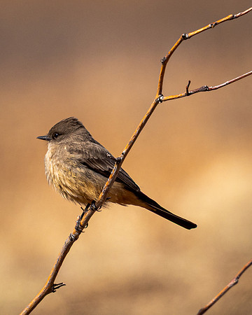 Say's Phoebe on Branch (Arizona)