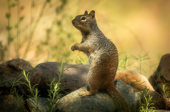 Rock Squirrel (Arizona)