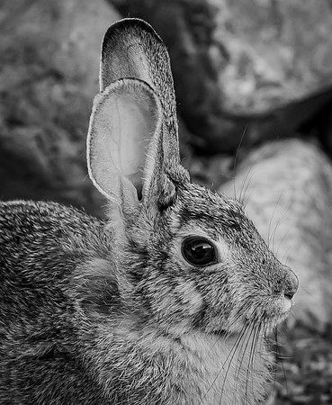 Rabbit Head (Arizona)