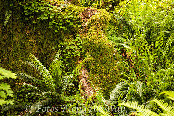 Hoh Forest Flora (Washington)