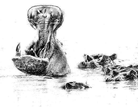 Hippo Yawn among Friends (Botswana)