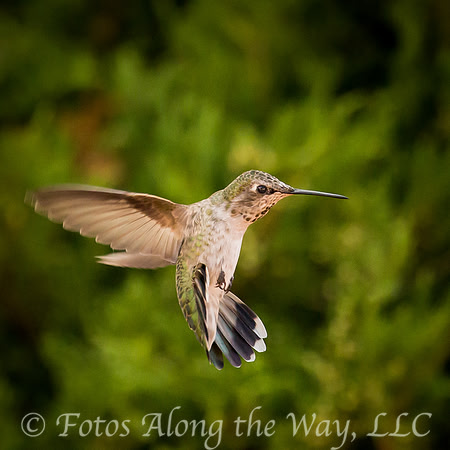 Broad-tailed Hummingbird (Arizona)