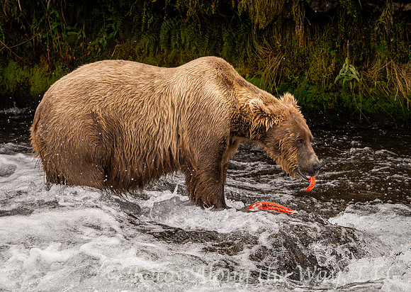 Brown Bear Eating Salmon Piece