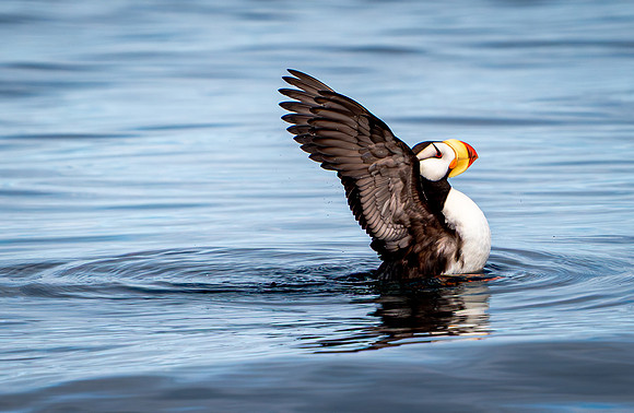 Horned Puffin Spreading Wings